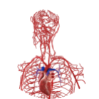 ARTERIES SYSTEM