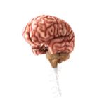 BRAIN SYSTEM