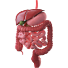 DIGESTIVE SYSTEM