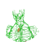 LYMPHATIC SYSTEM