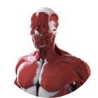 MUSCULAR SYSTEM