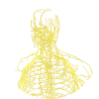 NERVOUS SYSTEM