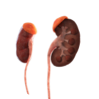 UROGENITAL SYSTEM
