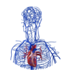 VEINS SYSTEM